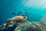 Honu and Friends 