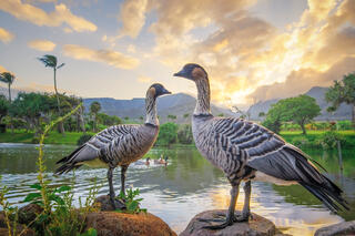 wo native Hawaiian Nene geese standing on rocks by a pond at sunrise on Maui, with palm trees and mountains in the background.