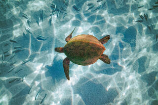 Overhead underwater photo of a Hawaiian Green Sea Turtle over a sandy seabed in Wailea, Maui, covered in shimmering morning sun refractions. 