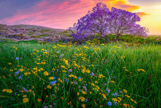 A large, blooming purple jacaranda tree in Kula, Maui, situated behind a green meadow filled with yellow wildflowers under a dramatic sunset sky.