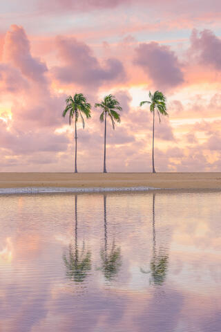 Three palm trees and a pastel pink sunrise sky reflecting in a calm pond on Oahu in the early morning.