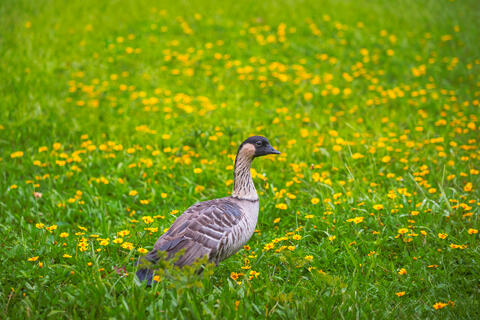 A native Hawaiian Nene goose stands in a lush green field filled with bright yellow wildflowers on Maui.