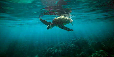 Underwater photo of a Hawaiian green sea turtle gliding near the ocean surface with sunbeams filtering down over a dark reef in Maui.