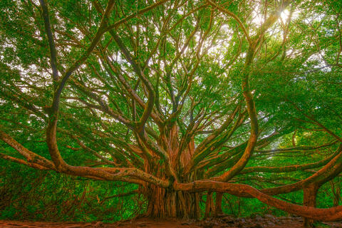 The massive, sprawling branches of the famous giant banyan tree on the Pipiwai Trail in Kipahulu, Haleakala National Park, Maui.