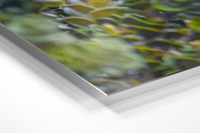 print preview
