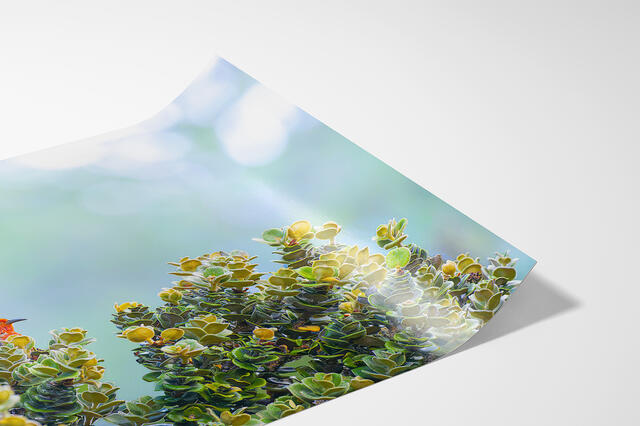 print preview