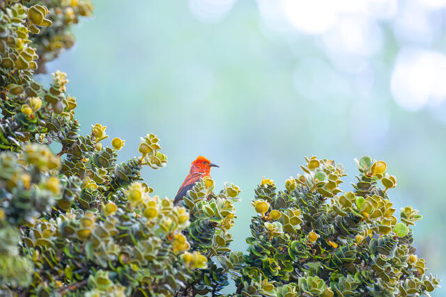 A bright red Hawaiian Apapane bird perches among the rounded leaves of an Ohia Lehua tree against a soft, bright background.