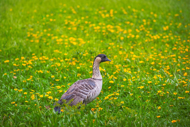 A native Hawaiian Nene goose stands in a lush green field filled with bright yellow wildflowers on Maui.