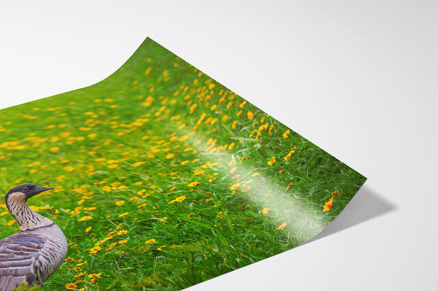 print preview
