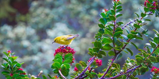 A bright yellow Maui Amakihi bird perches atop pink flower buds on Haleakala against a soft, misty green forest background.