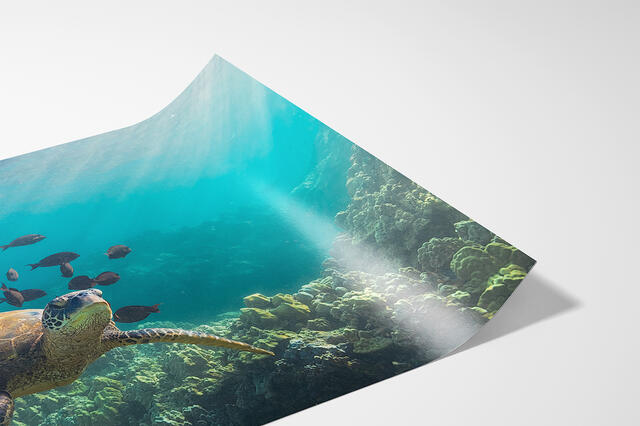  print preview