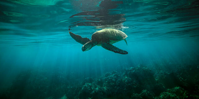 Underwater photo of a Hawaiian green sea turtle gliding near the ocean surface with sunbeams filtering down over a dark reef in Maui.