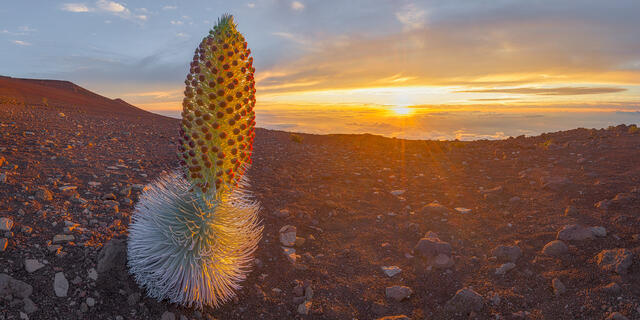 A rare Haleakala silversword plant in full bloom on a volcanic crater slope under a golden sunset above the clouds on Maui, Hawaii.