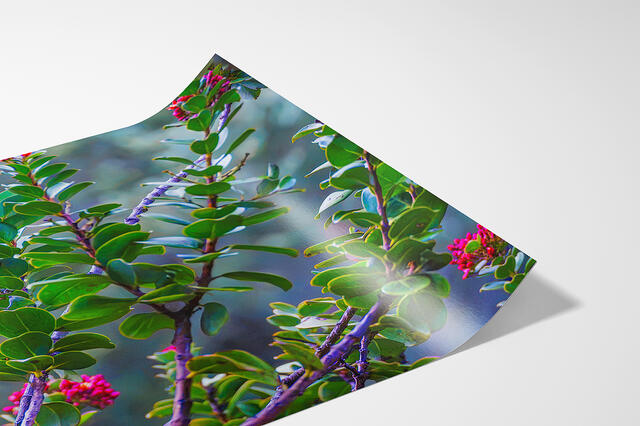  print preview