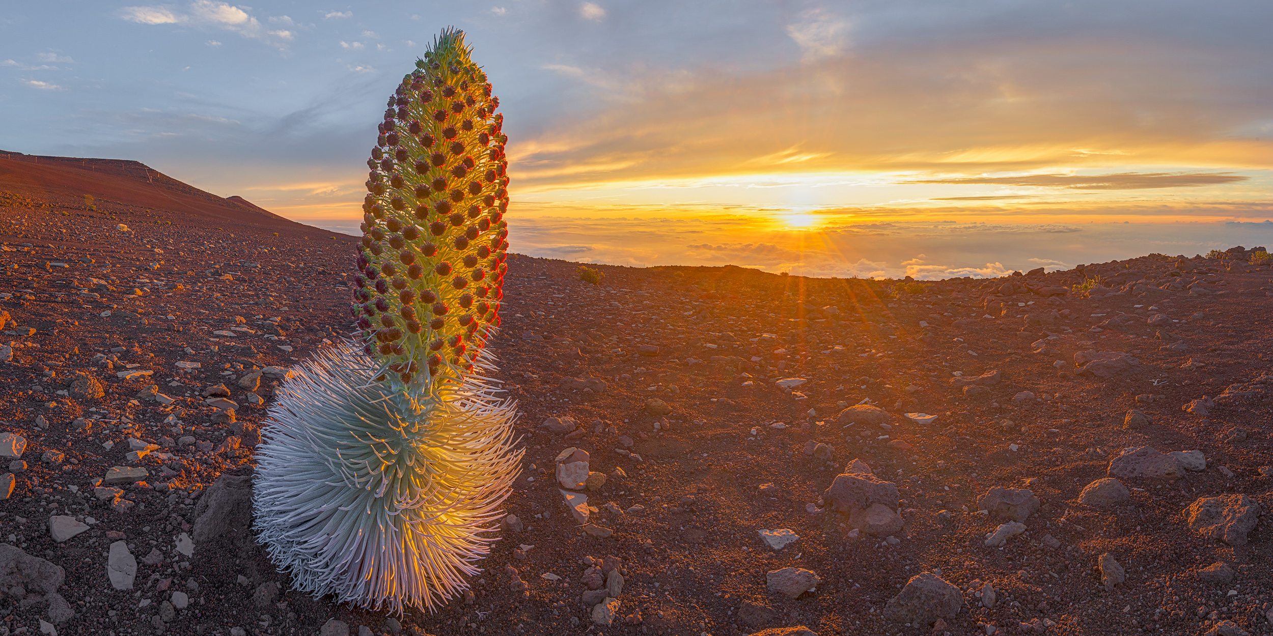 Silversword Majesty A rare Haleakala silversword plant in full bloom on a volcanic crater slope under a golden sunset above the clouds on Maui, Hawaii.