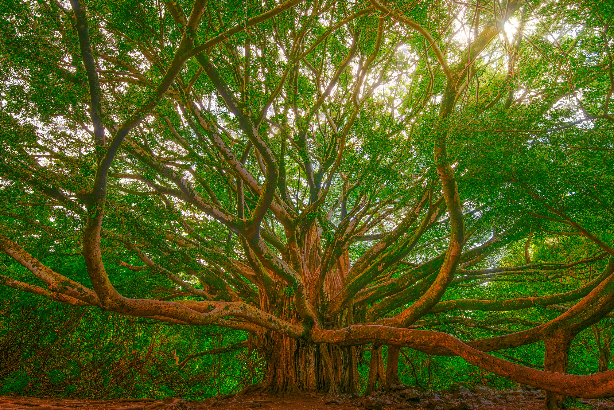 The Giant of Kipahulu The massive, sprawling branches of the famous giant banyan tree on the Pipiwai Trail in Kipahulu, Haleakala National Park, Maui.